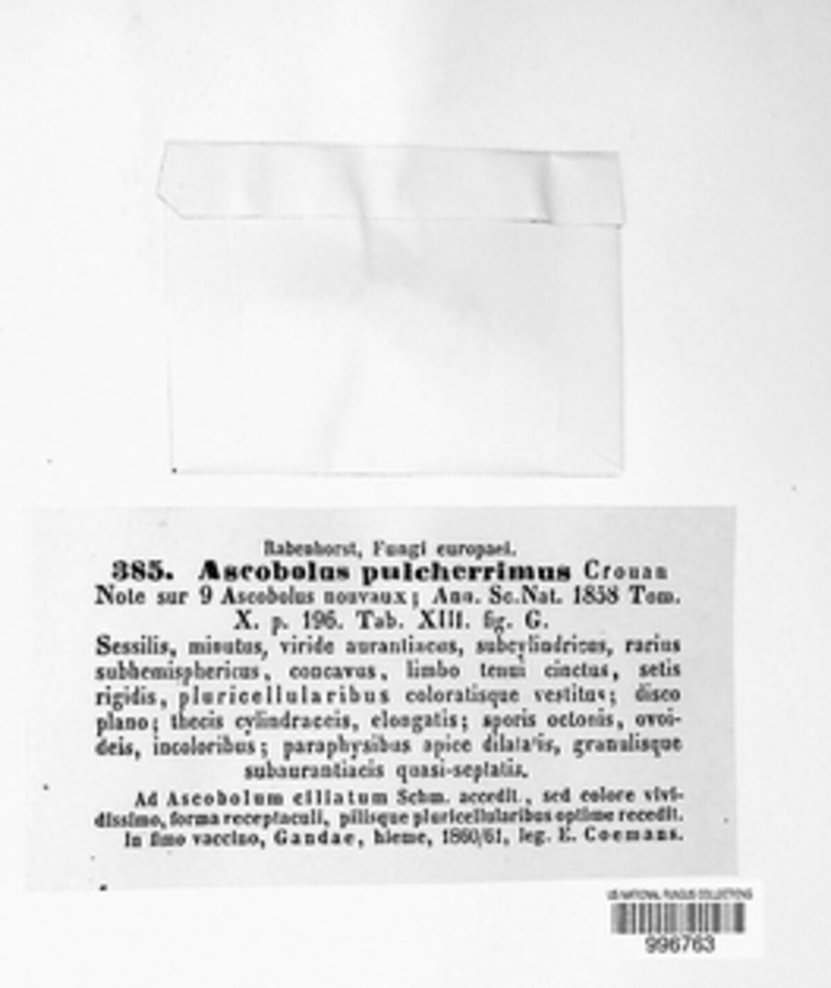 Cheilymenia pulcherrima image